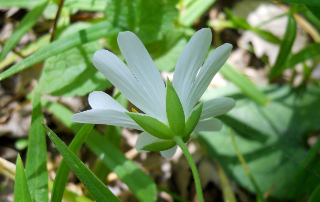 Rabelera holostea (=Stellaria holostea) / Centocchio garofanina